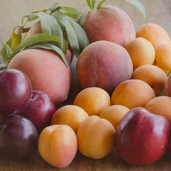 Order Fruit Gift Baskets Online